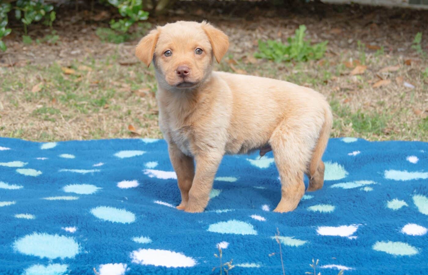 March 2024 puppy for adoption at All4Paws in Pawleys Island, SC