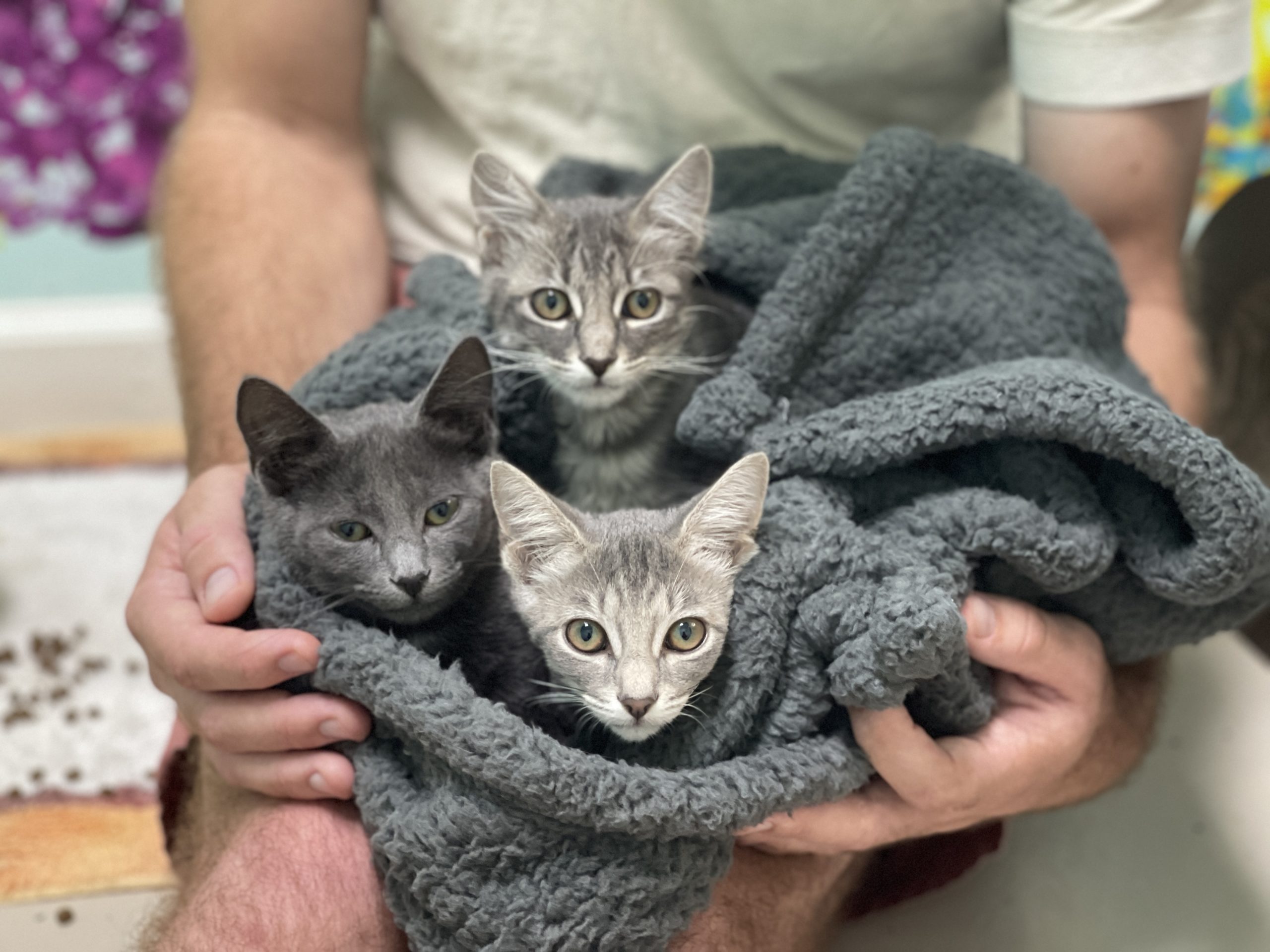 Kittens Website